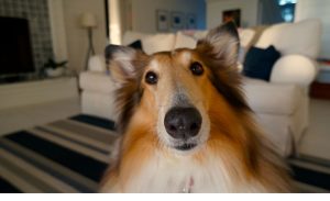 ¿Cómo evitar una falsa alarma producida por animales?